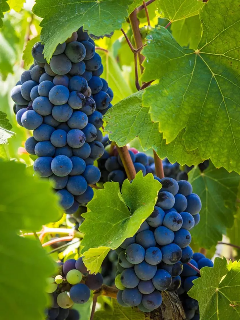 Grape Vine Cabernet Sauvignon, 1 Plant