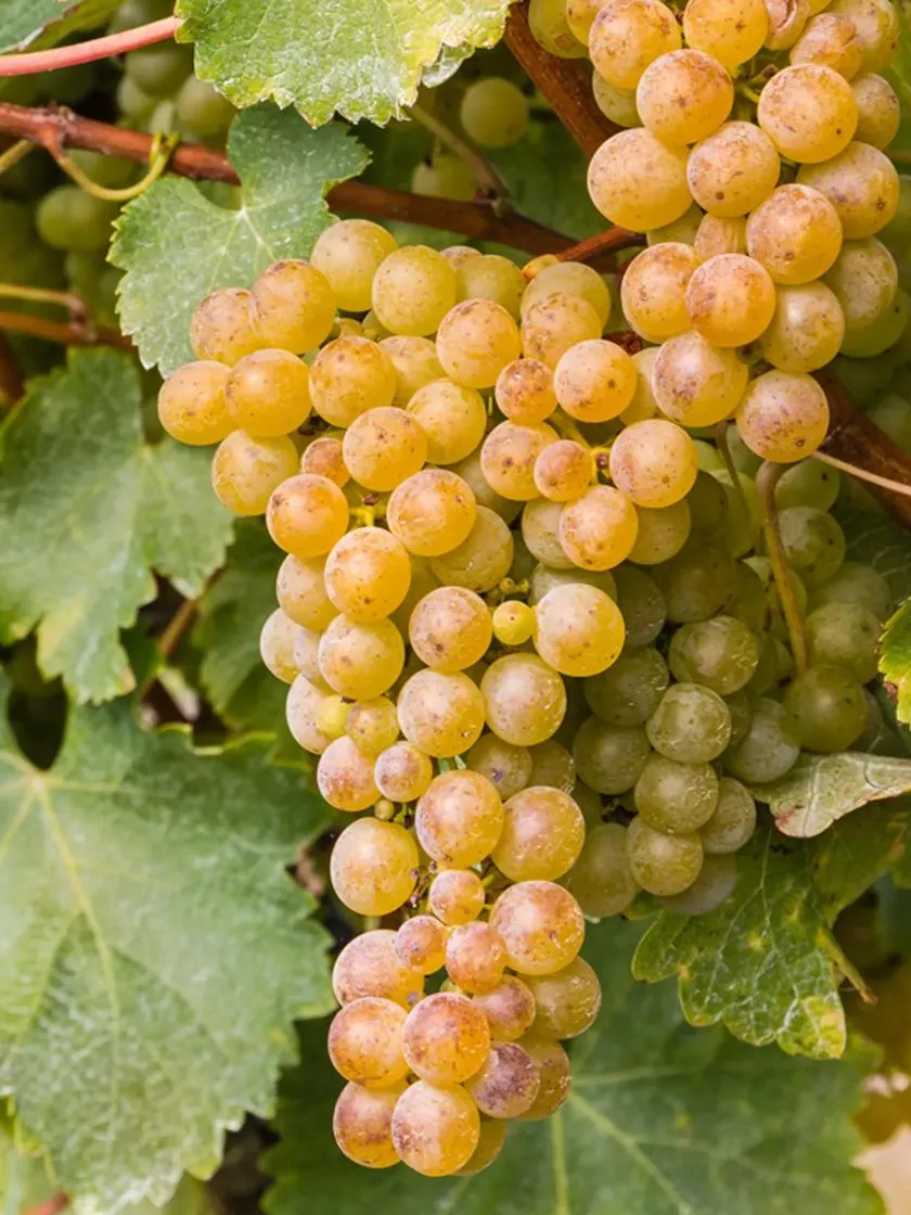 Grape Vine Sauvignon Blanc, 1 Plant