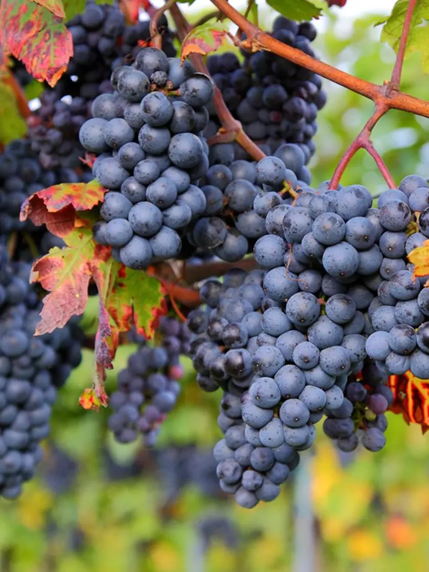 Grape Vine Zinfandel, 1 Plant