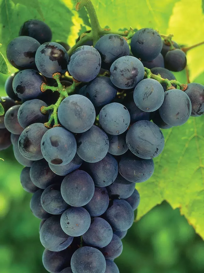 Grapes Concord Blue