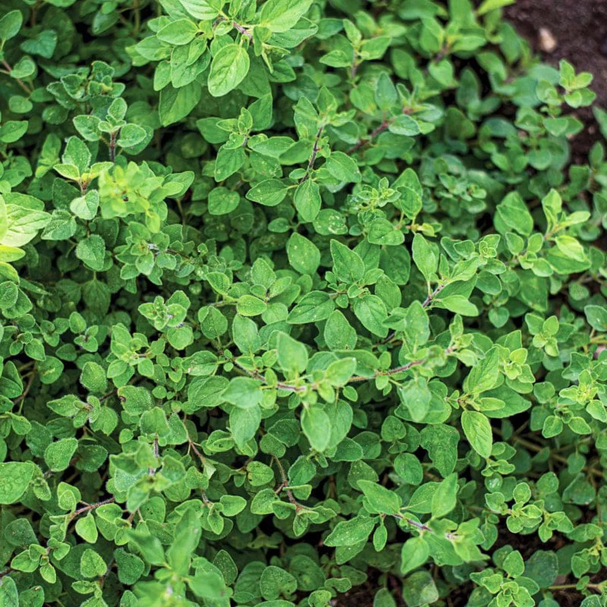 Greek Oregano