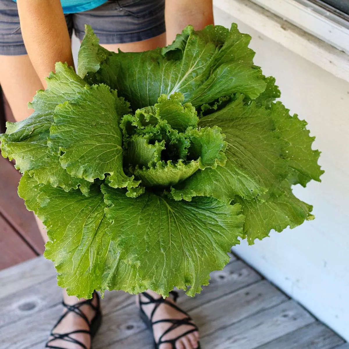 Green Rocket Cabbage (F1 Hybrid, 79 Days)