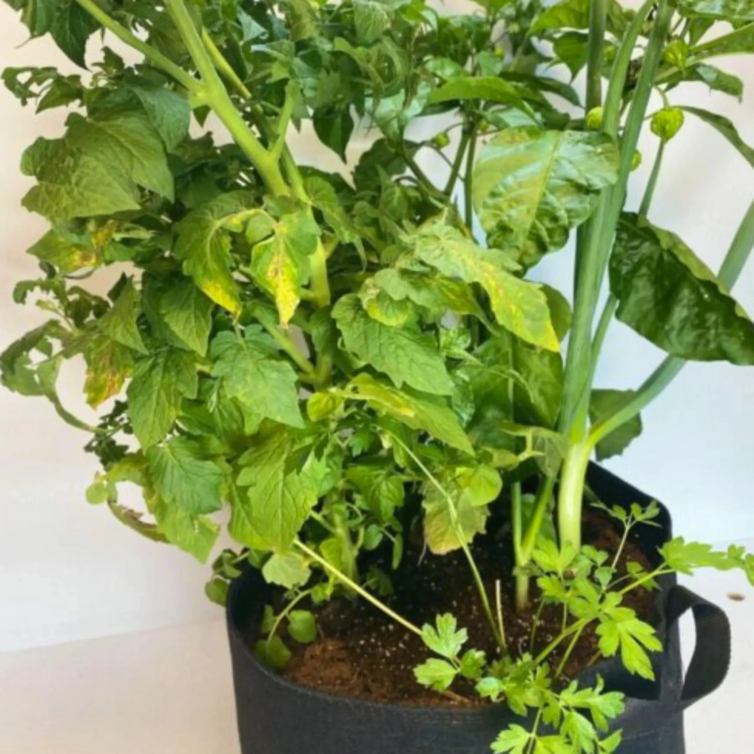 GrowBag Garden Lab – Salsa – REPLENISH Kit