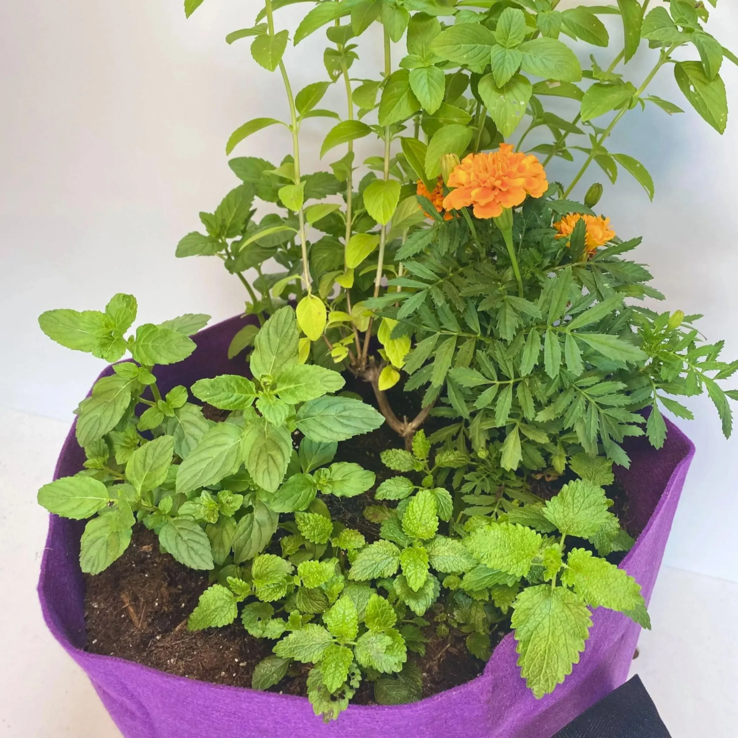 GrowBag Garden Lab – Tea – REPLENISH Kit