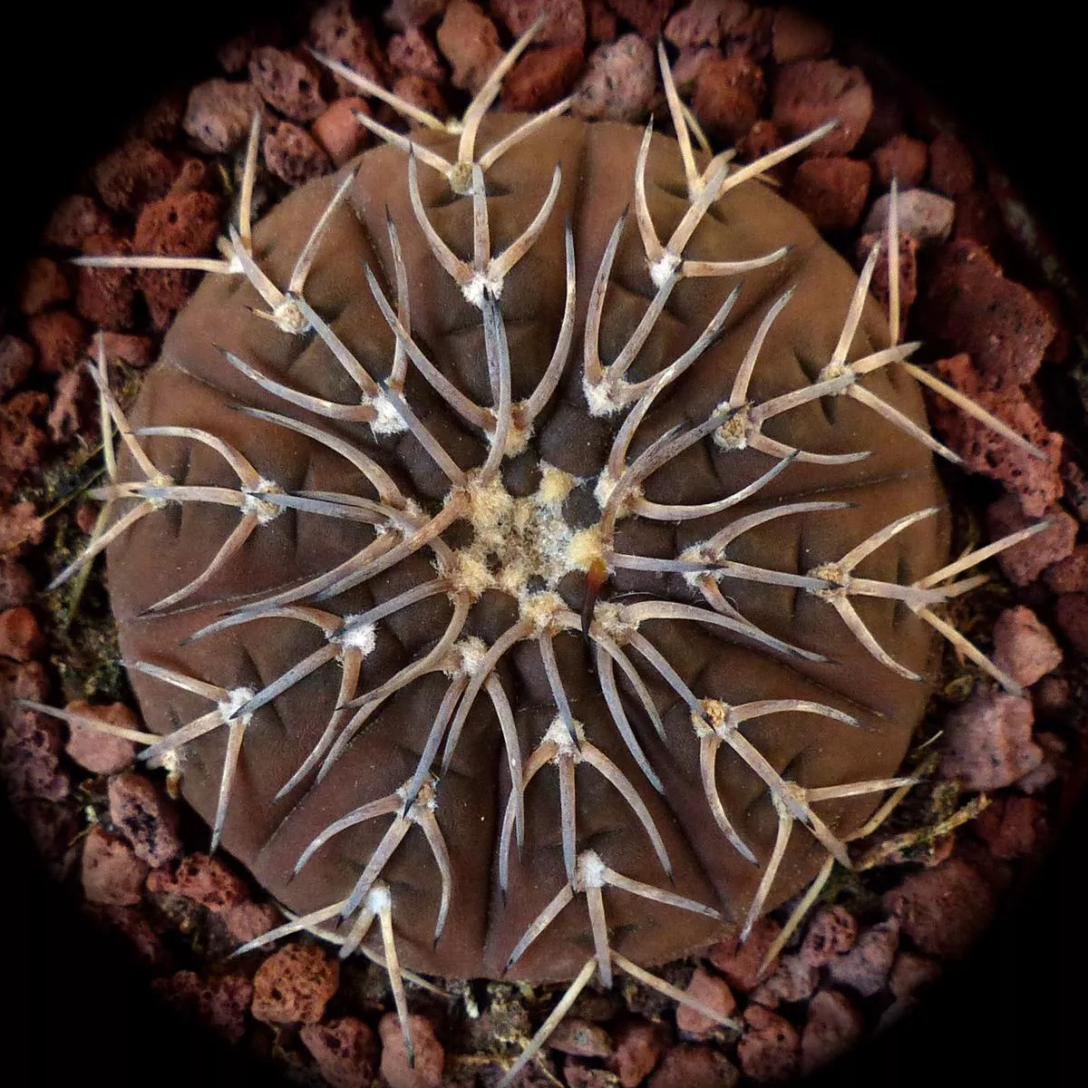 Gymnocalycium ragonesii cv HimariSEEDS