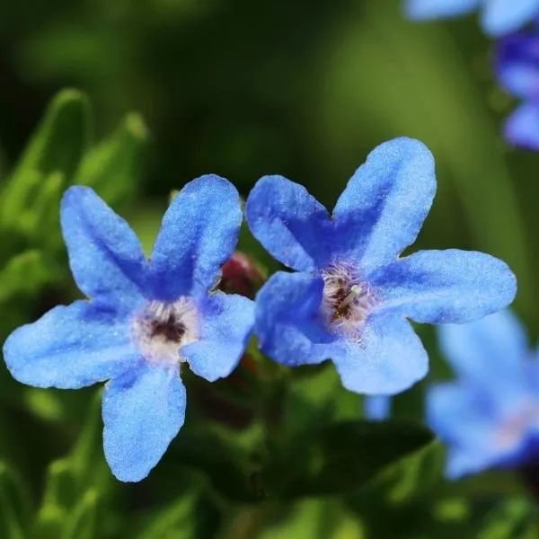 Heavenly Blue Lithodora – #1 Container 2 Pack