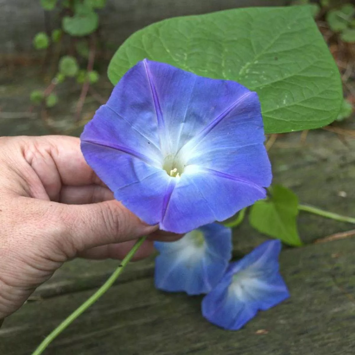 Heavenly Blue Morning Glory