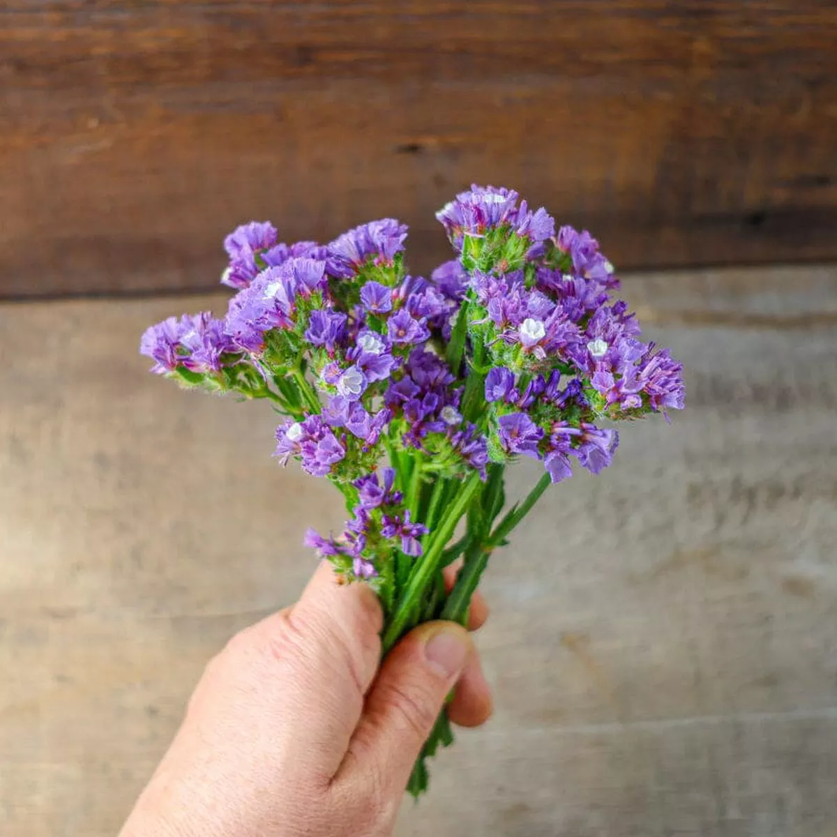Heavenly Blue Statice