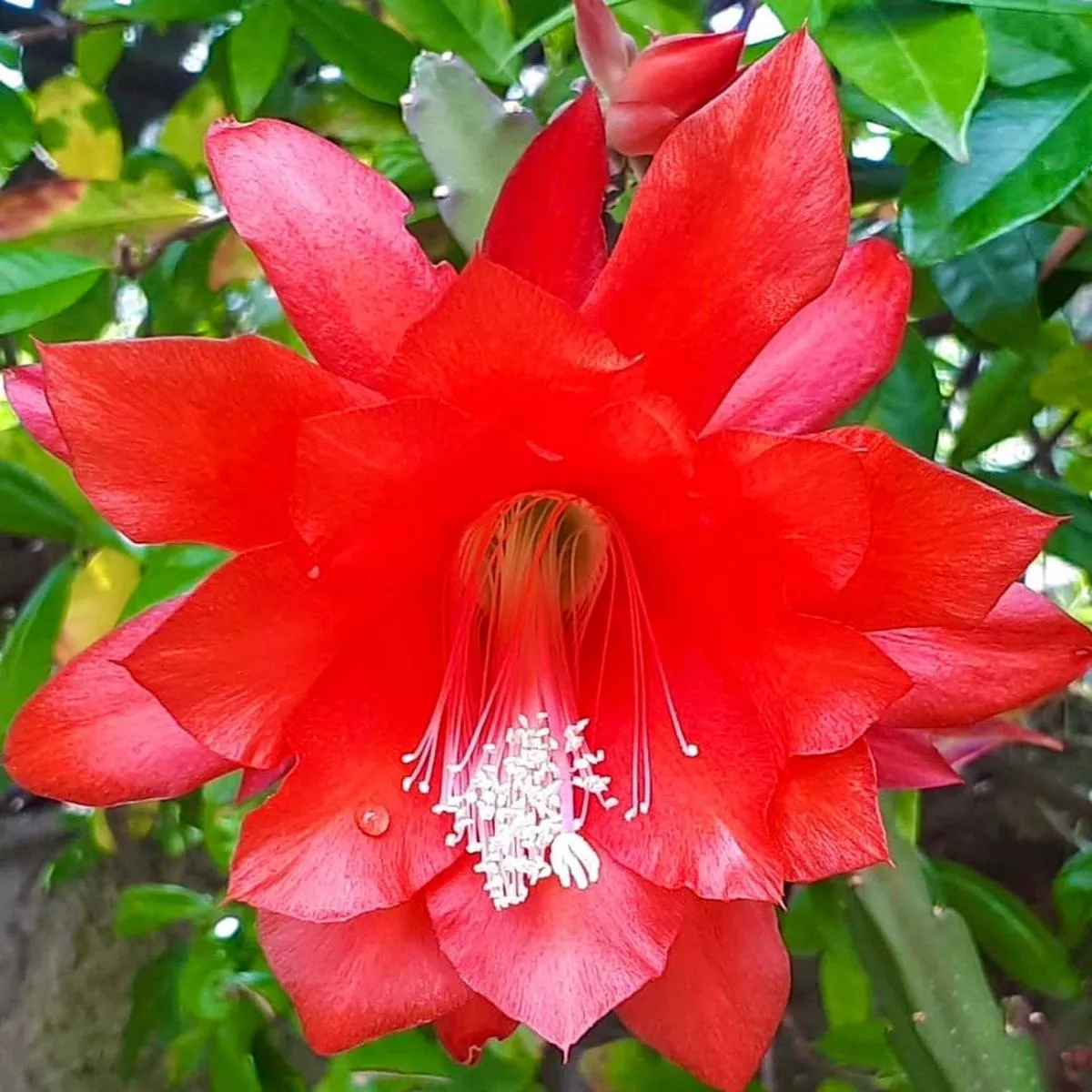Heliocereus speciosus SEEDS
