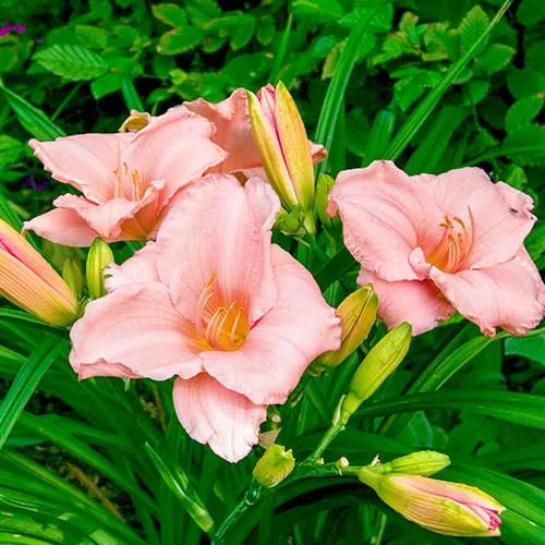 Hemerocallis ‘On and On’ Daylily – 1 Bulb/Pkg