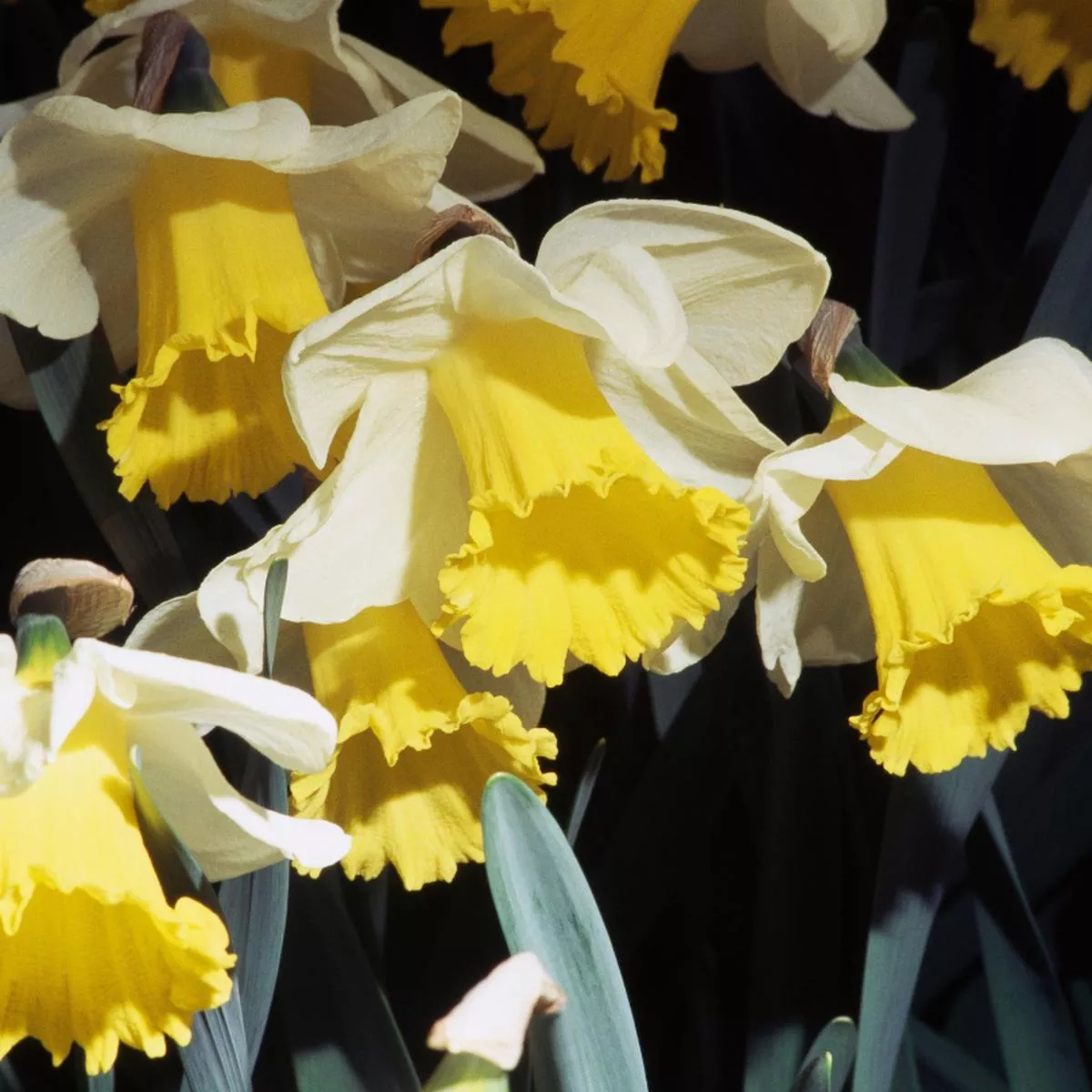 ’Holland Sensation ’ Trumpet Daffodil (Narcissus)