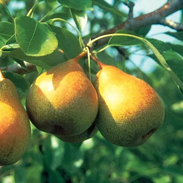 Honey Sweet European Pear – 5 Gallon ( 2 – 3 ft. )