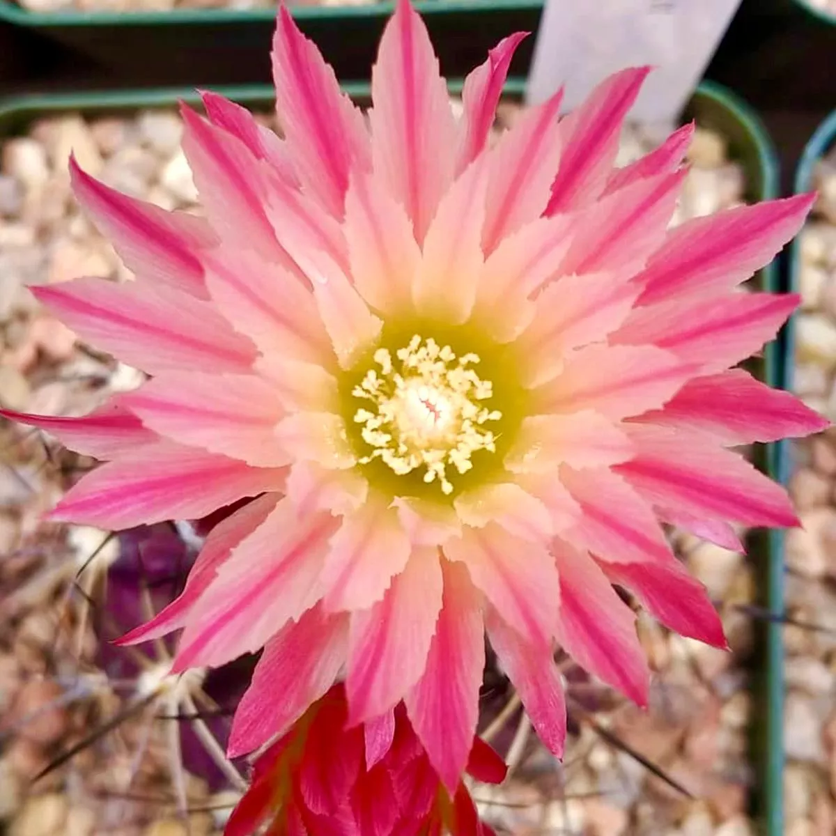 Horridocactus curvispinus var. petorcensis SEEDS