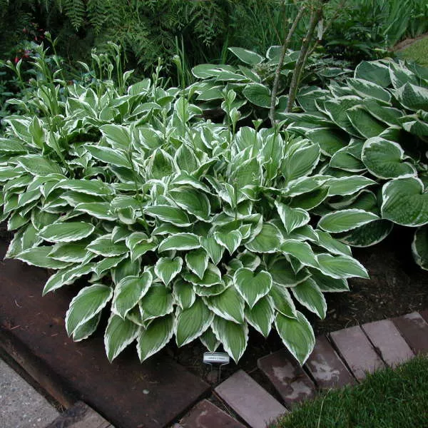 Hosta Ginko Craig #1