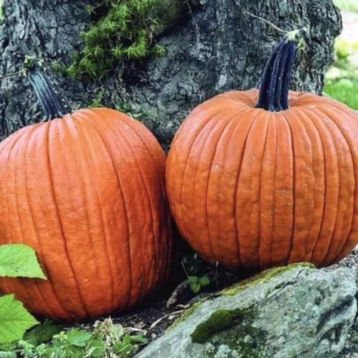 Howden Pumpkin (Heirloom 105 Days)