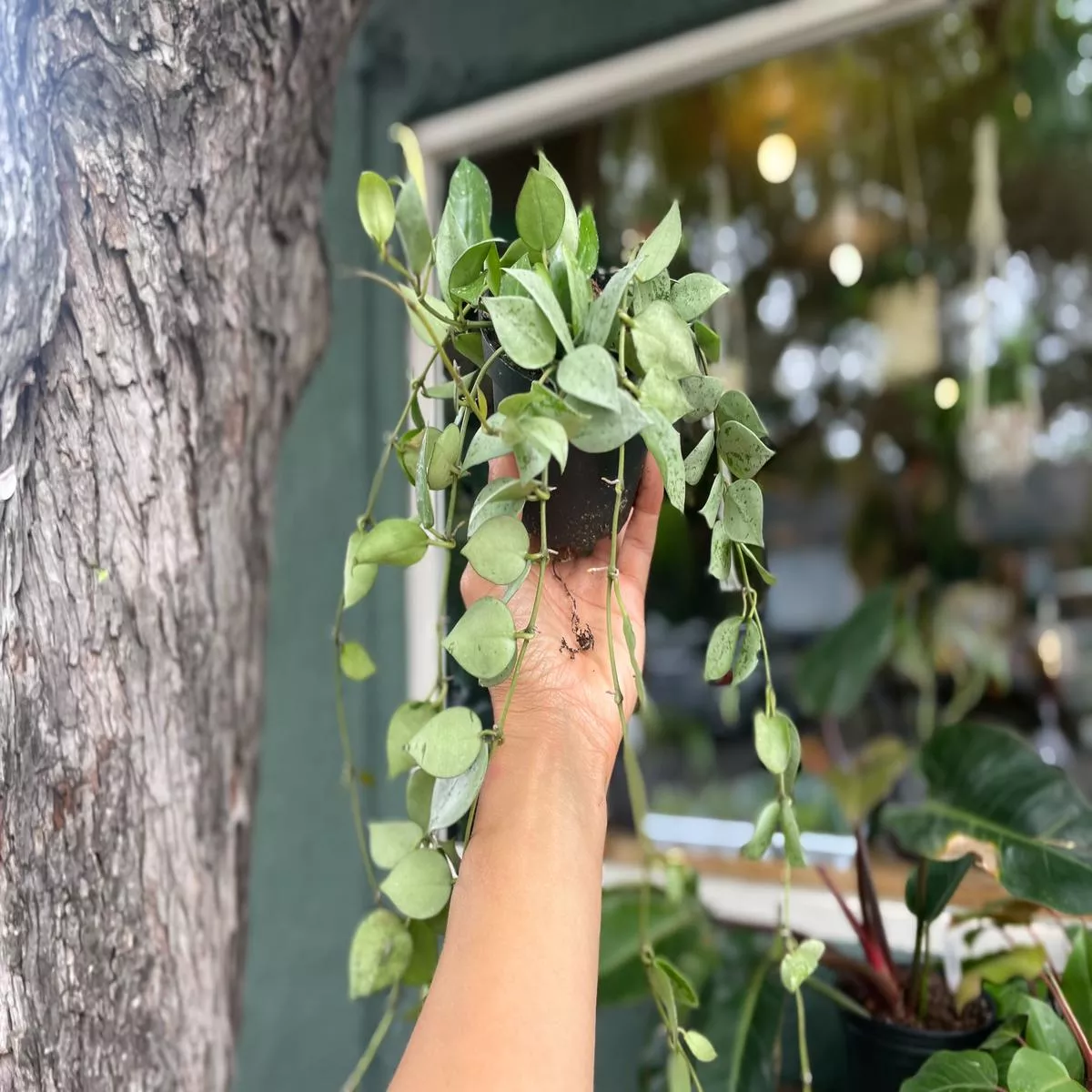 Hoya Eskimo