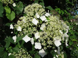 Hydrangea petiolaris #2 staked