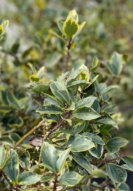 Ilex x Honey Maid #3