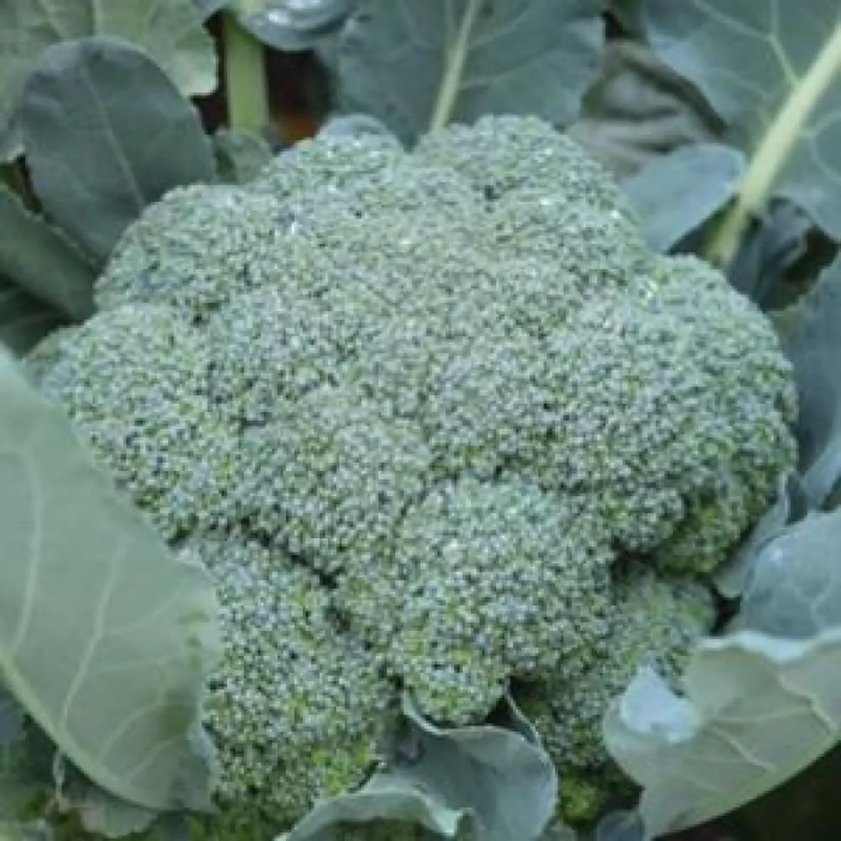 Imperial Broccoli (F1 Hybrid 70 Days)