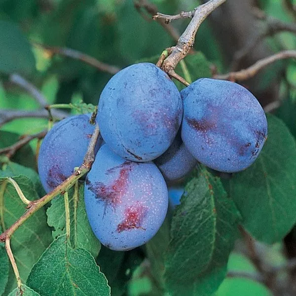 Italian Prune Plum – 15 Gallon ( 4 – 5 ft. )