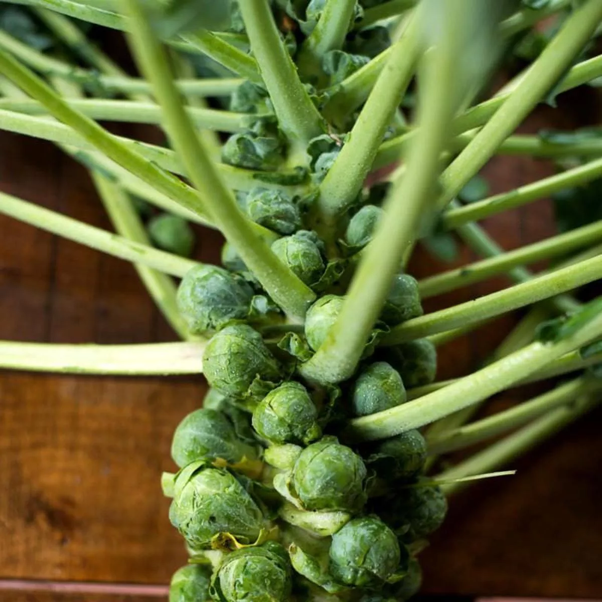 Jade Cross Brussels Sprouts (F1 Hybrid 107 Days)