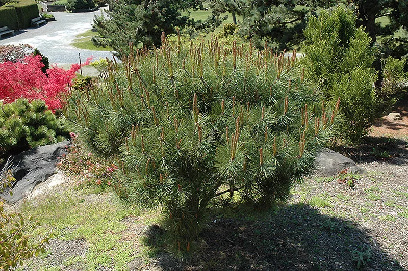 Japanese Umbrella Pine (Pinus densiflora ‘Umbraculifera’) – 3 Gallon Potted Tree
