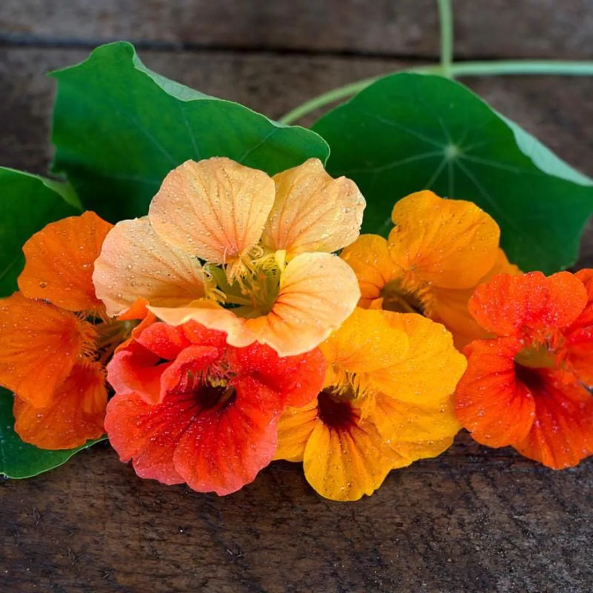 Jewel Mix Nasturtium