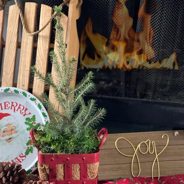 Jingle All the Way! Norway Spruce – #1 Container