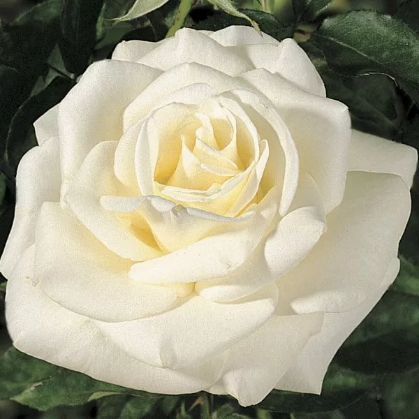 John F. Kennedy Rose – 5 Gallon