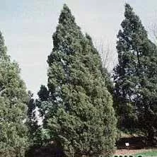 Juniper ch Keteleeri 5′