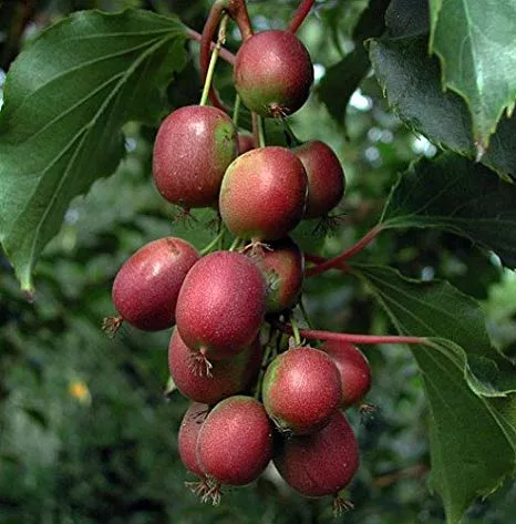 Ken’s Red Hardy Kiwi – 2 Quart Pot