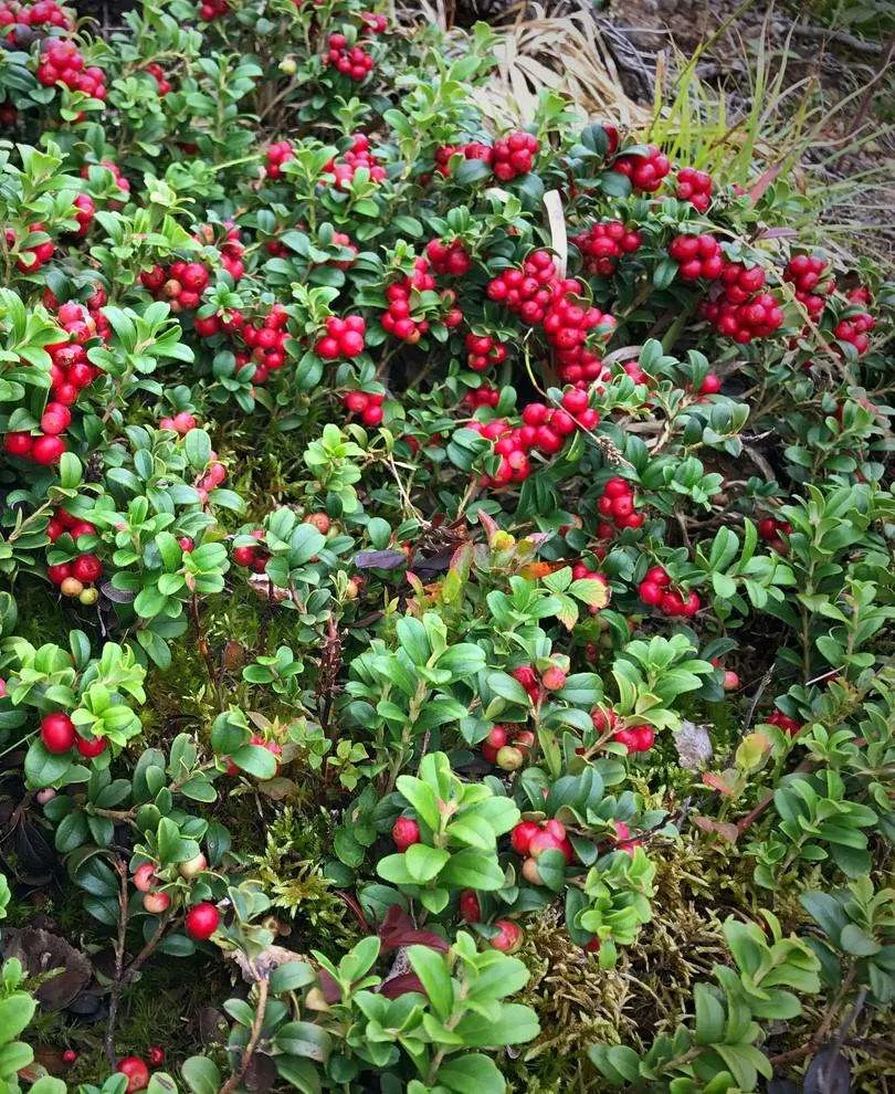 Koralle Lingonberry – 4″ Pot