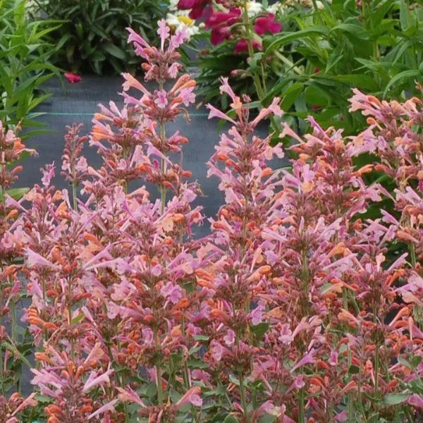 Kudos™ Ambrosia Hyssop – #1 Container
