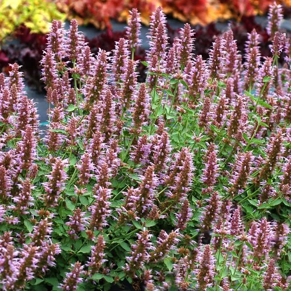 Kudos™ Silver Blue Hyssop – #1 Container