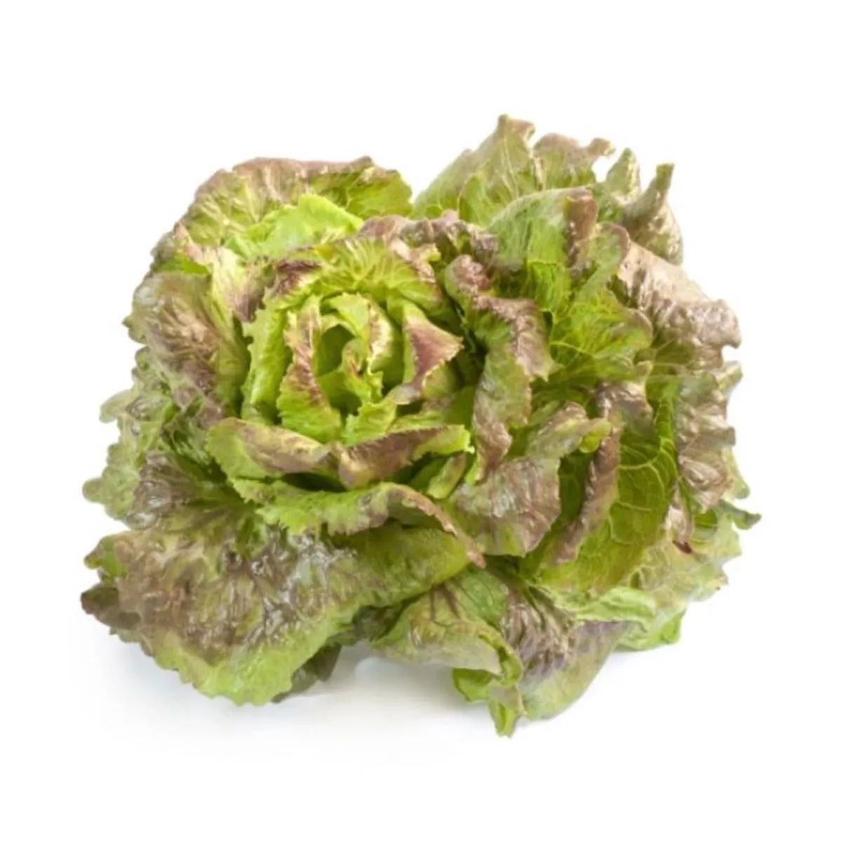 Lactuca sativa var. capitata’Canasta ’ SEEDS