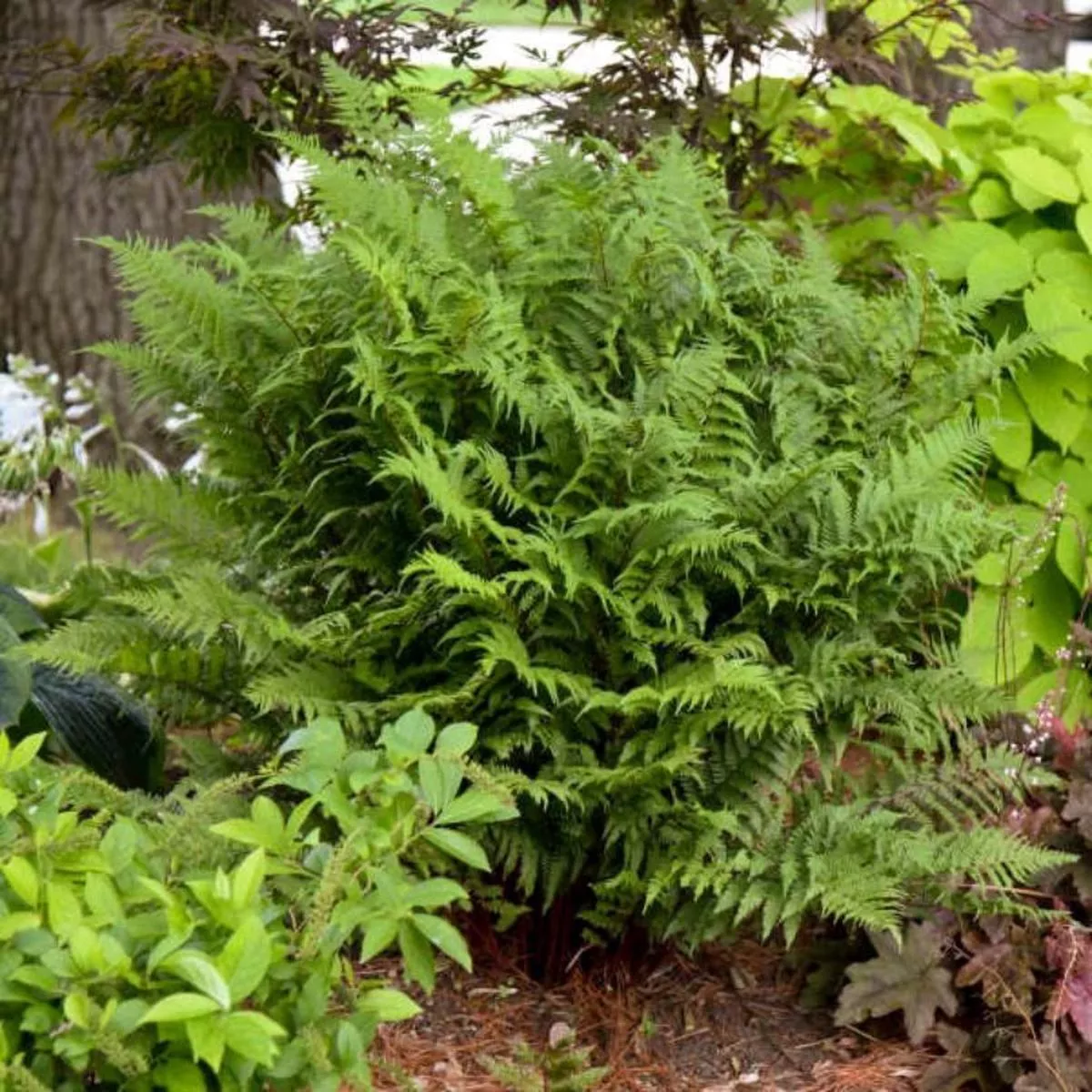 ’Lady in Red ’ Lady Fern (Athyrium)