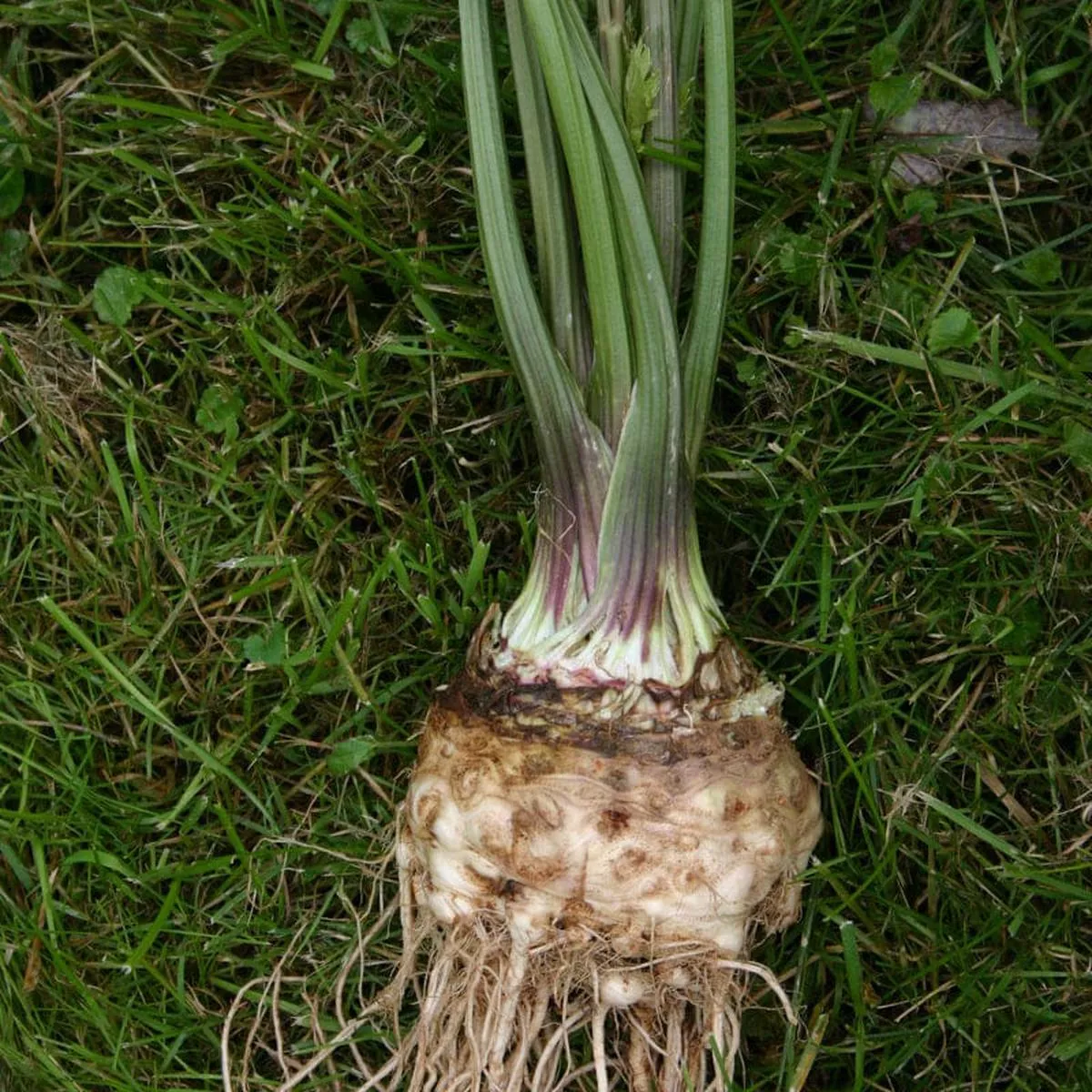 LARGE PRAGUE CELERIAC (112 Days HEIRLOOM)
