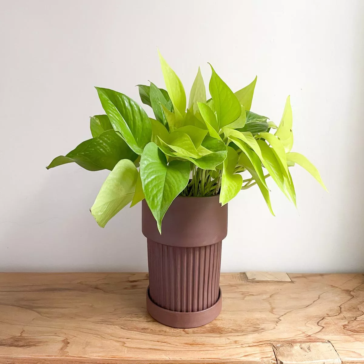 Large Ribbed Planter Set