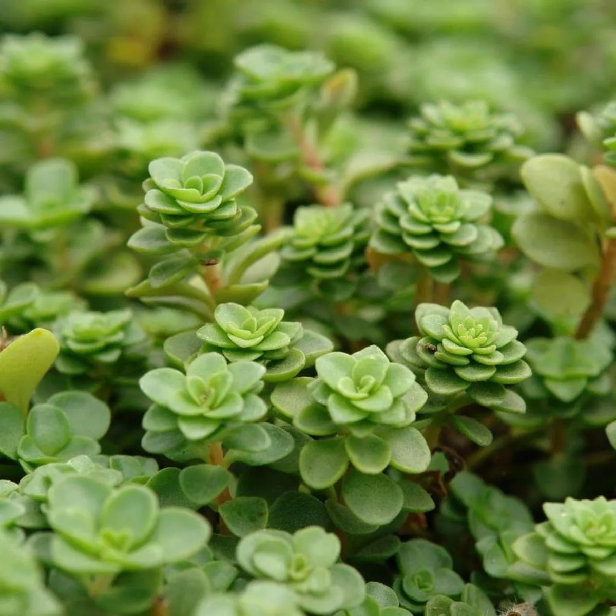 ’Larinem Park ’ Stonecrop (Sedum)