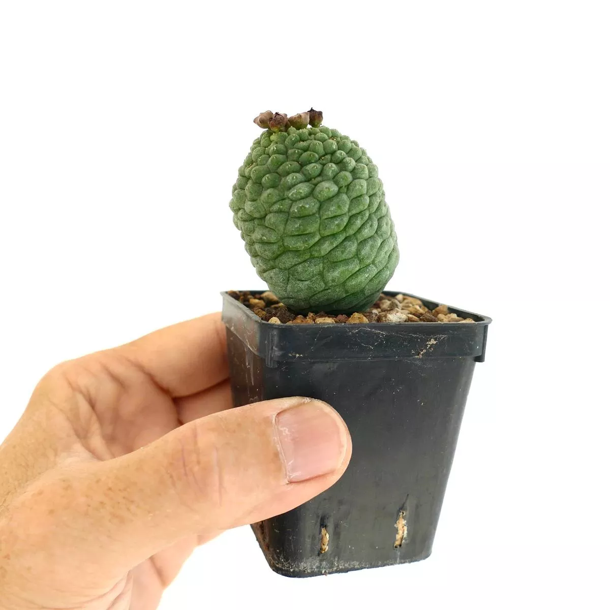 Larryleachia cactiformis SELECTED NOW IN FLOWER