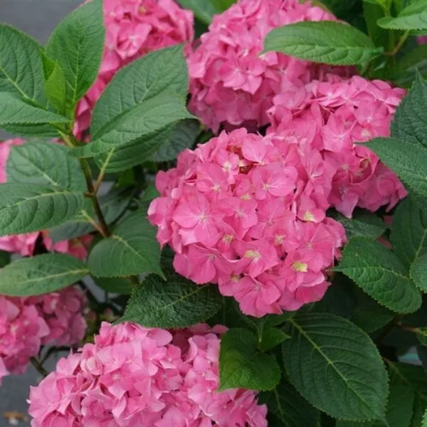 Let’s Dance ¡Arriba! Panicle Hydrangea – #3 Container