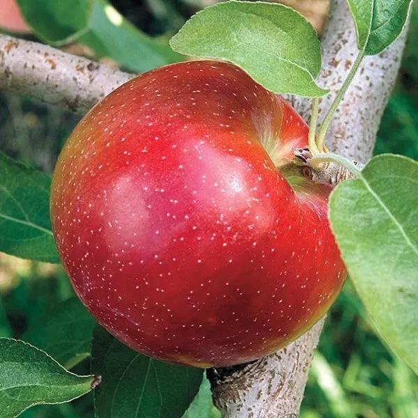 Liberty Apple – 7 Gallon ( 3 – 4 ft. )