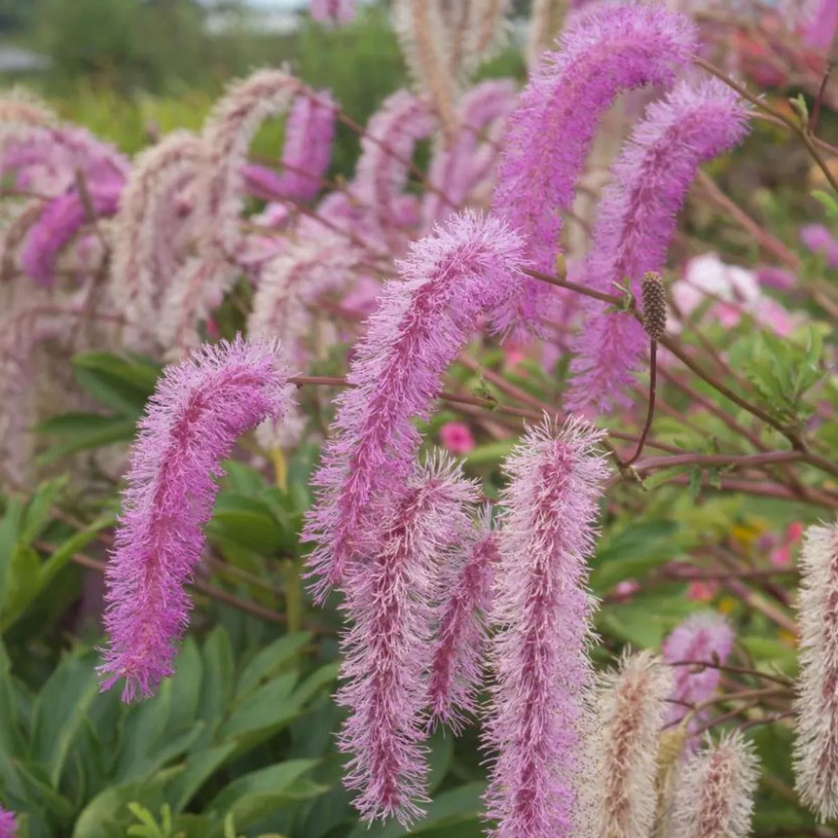 ’Lilac Squirrel ’ Great Burnet (Sanguisorba)