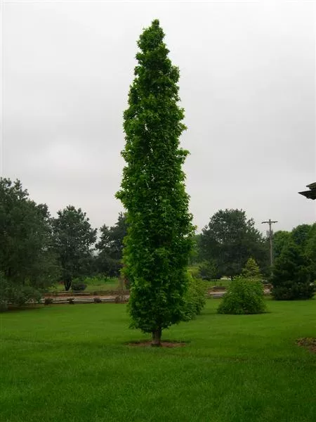 Liquidambar s Slender Silhouette 1.75″