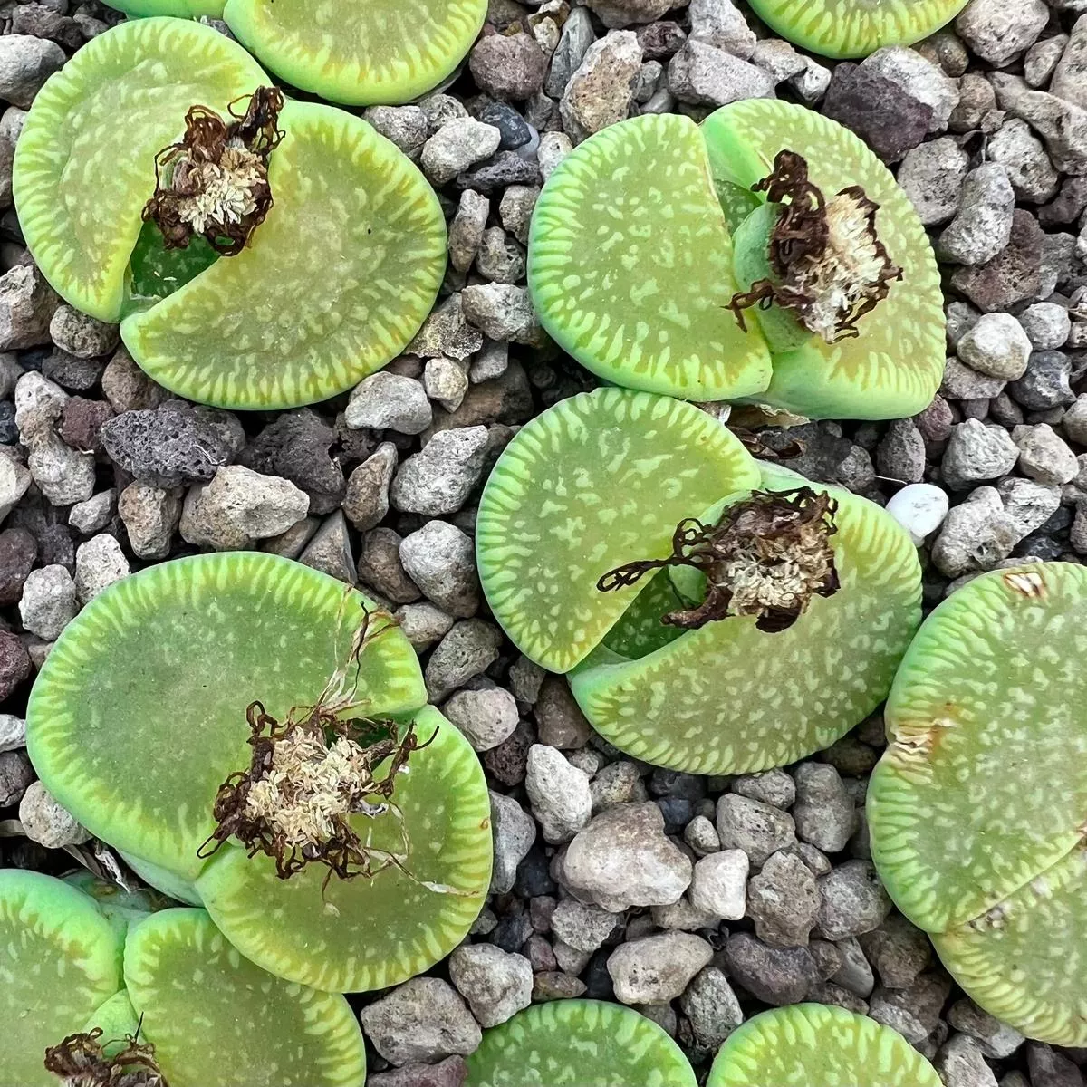 Lithops aucampiae subs euniceae cv Bellaketty C48A SEEDS