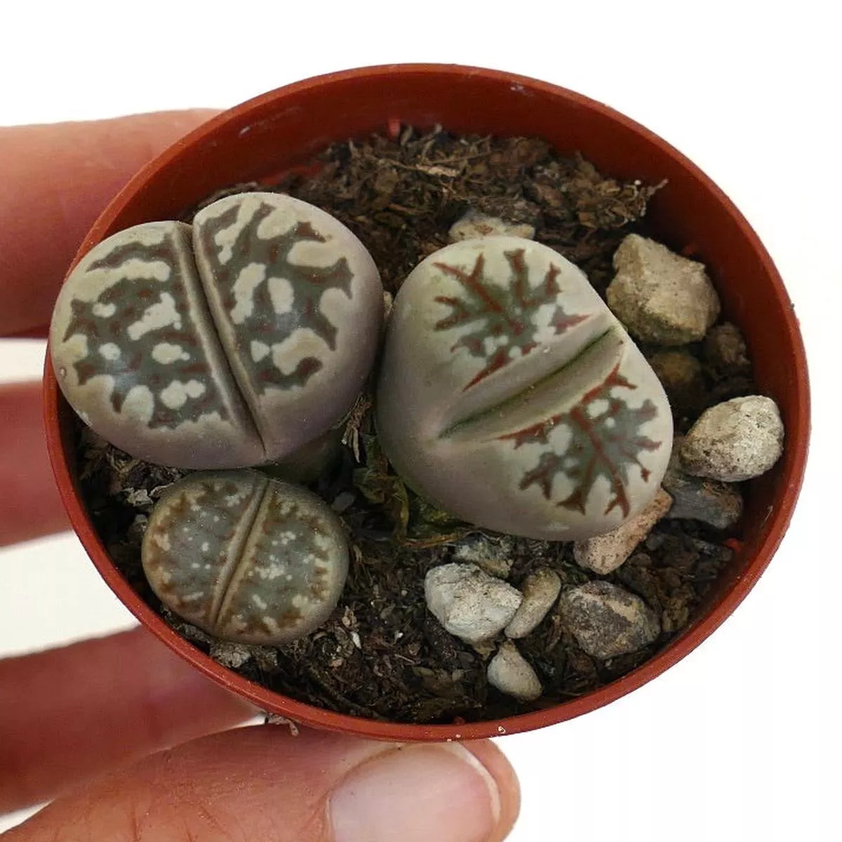 Lithops dorotheae C124 SASSI FIORITI