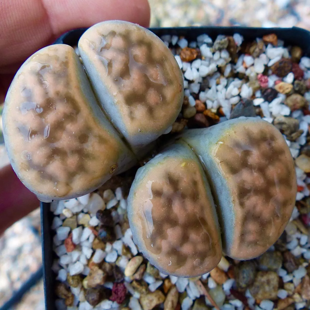 Lithops karasmontana ssp. karasmontana C267 SEEDS