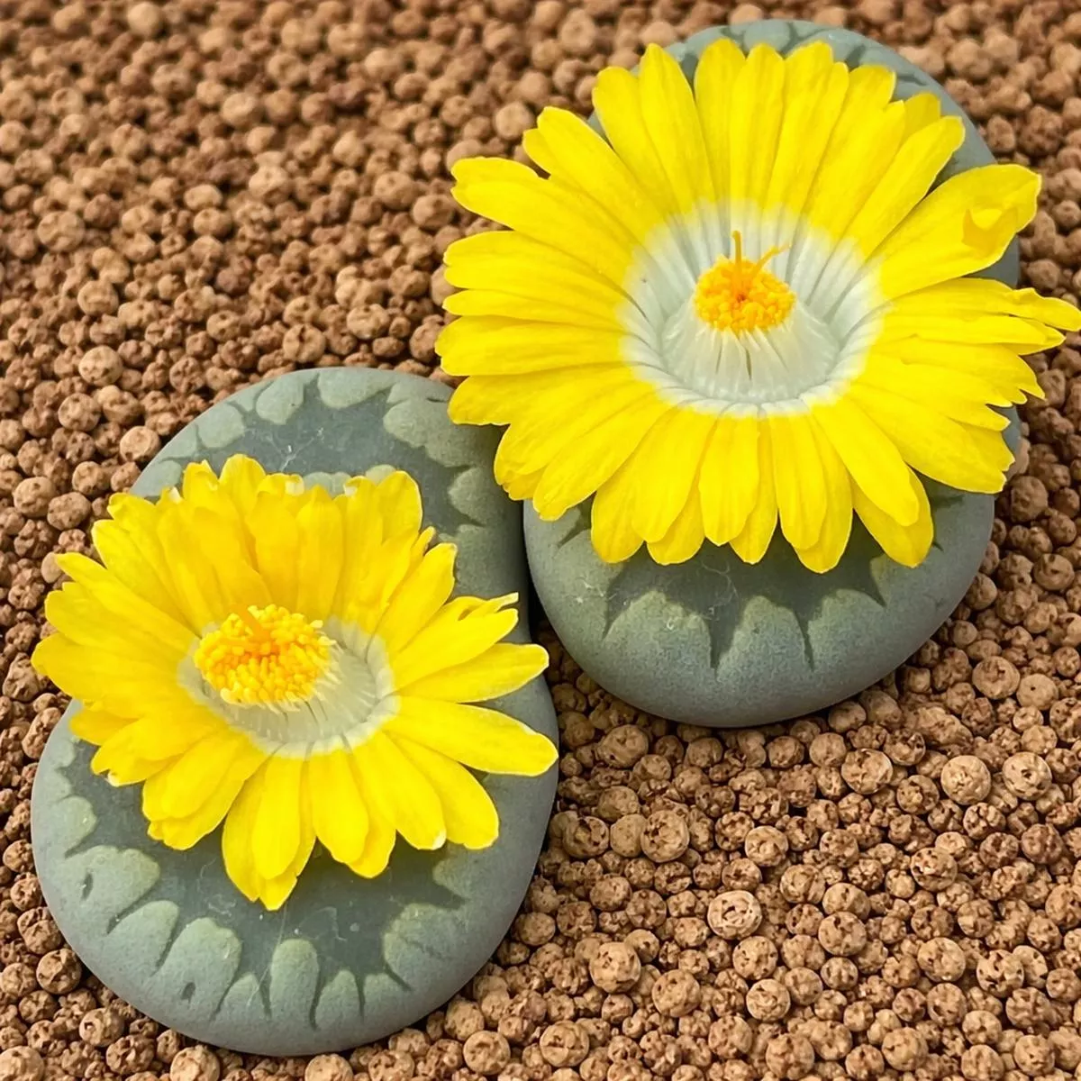 Lithops otzeniana var. aquamarine SEEDS