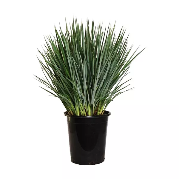 Little Rev Flax Lily – #5 Container