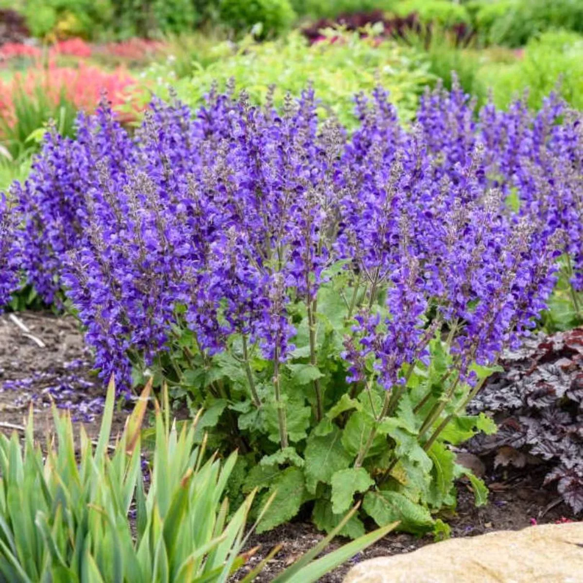 Living Large’Dark Sky ’ Salvia